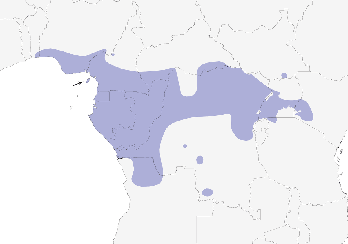 Nettarinia gola grigia, Distribuzione 1