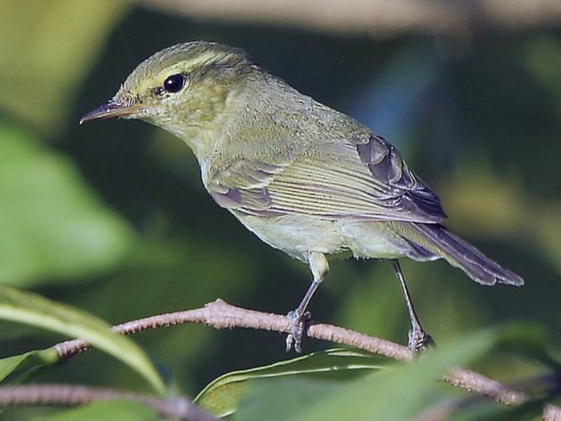 Mosquitero verdoso, Fotos 4