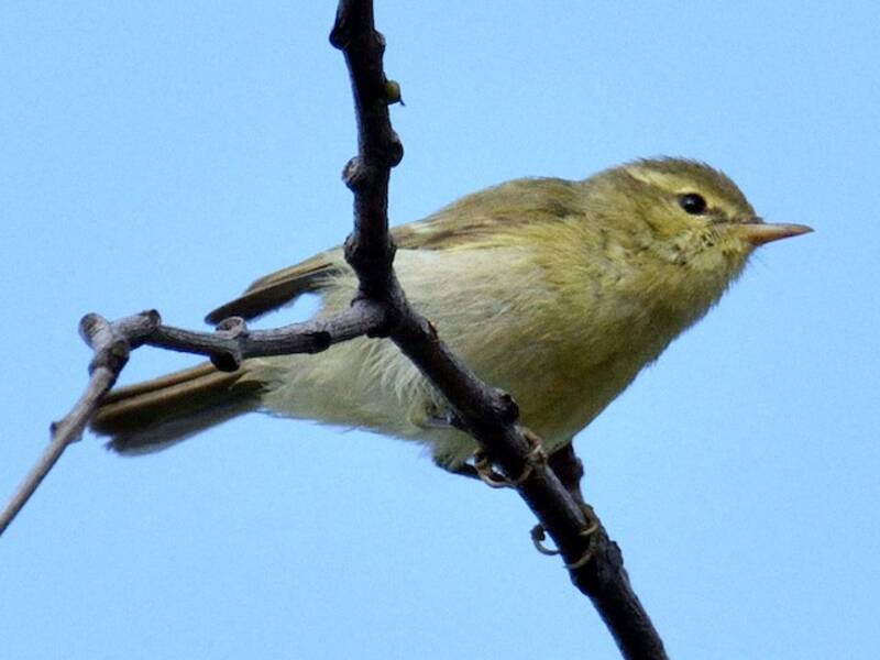 Mosquitero verdoso