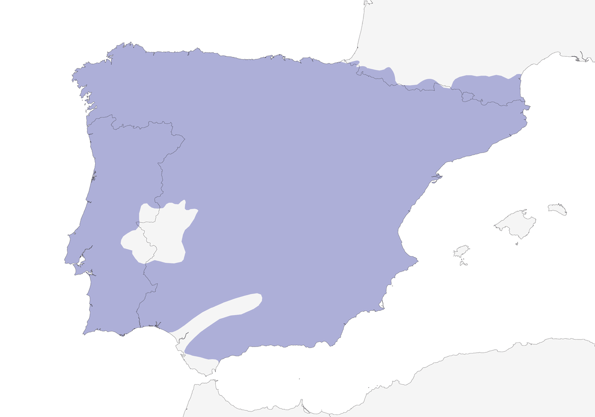 Iberischer Grünspecht, Verbreitung 1