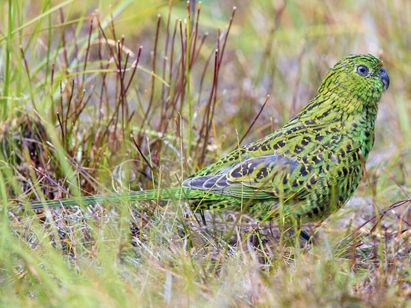 Ground Parrot, Photos 2
