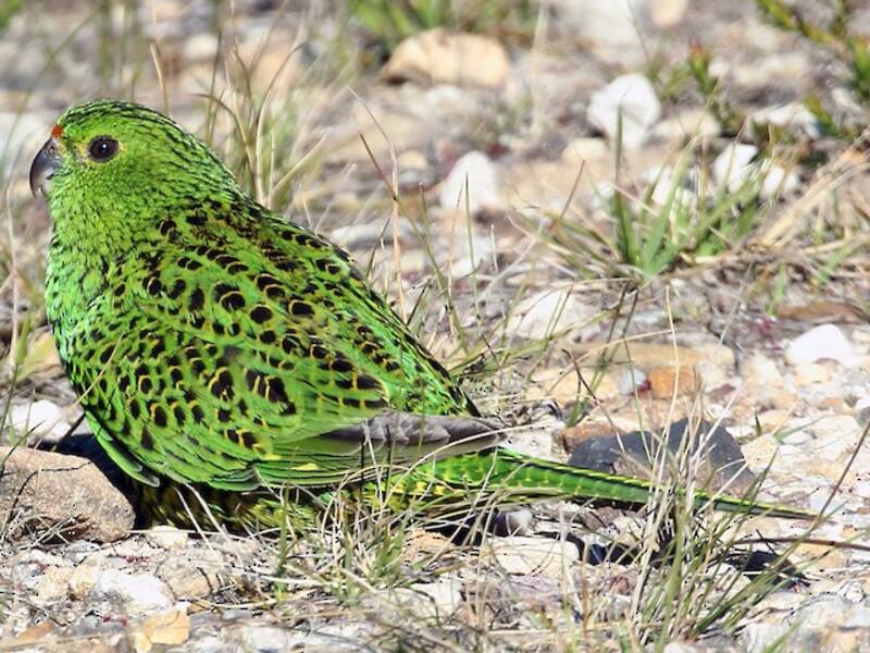 Ground Parrot, Photos 3