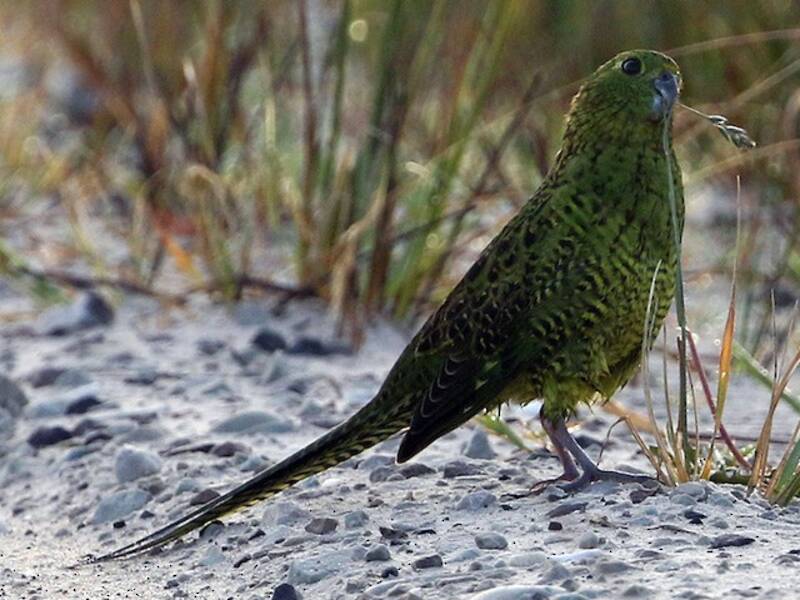 Ground Parrot, Photos 4