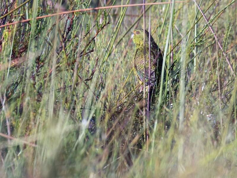 Ground Parrot