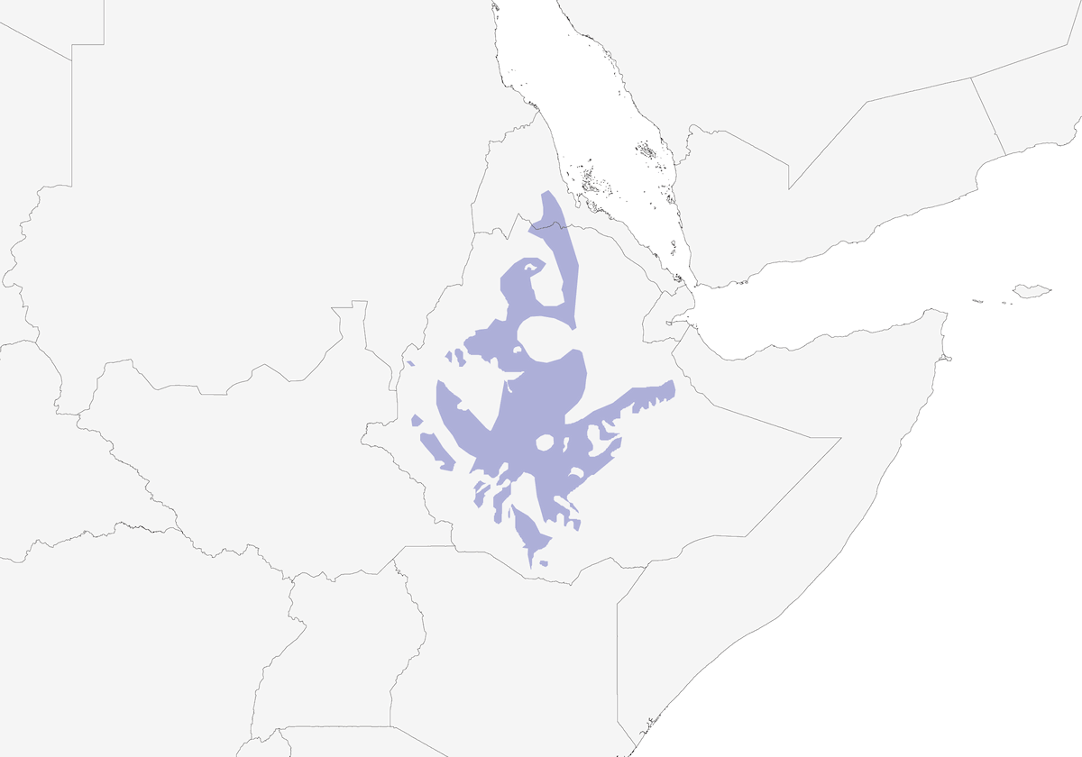 Zorzal Etíope, Distribución 1
