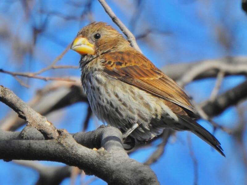 Grosbeak Weaver