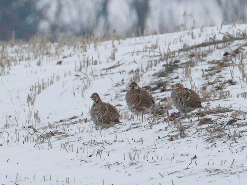 Gallo de las praderas grande