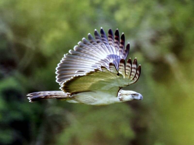 Aquila delle Filippine, Foto 4