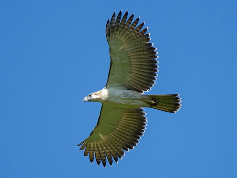 Aquila delle Filippine, Foto 2