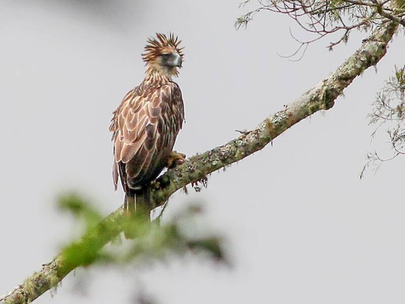 Philippine Eagle (Pithecophaga jefferyi)