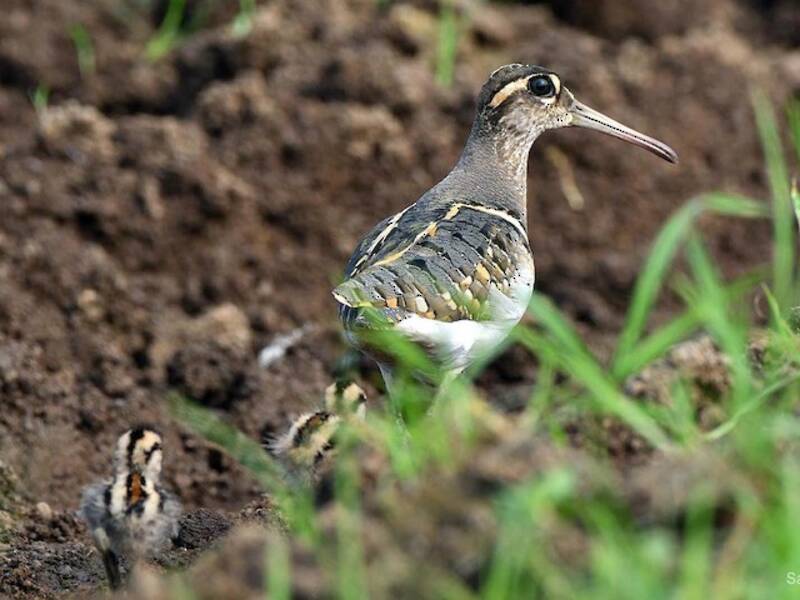 Greater Painted-Snipe (Rostratula benghalensis)