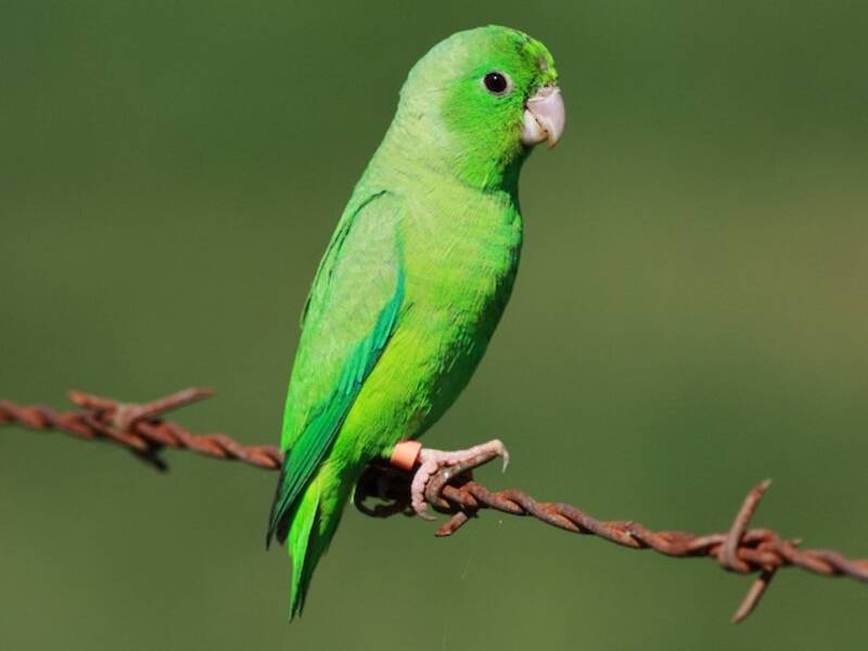 Parrocchetto groppone verde