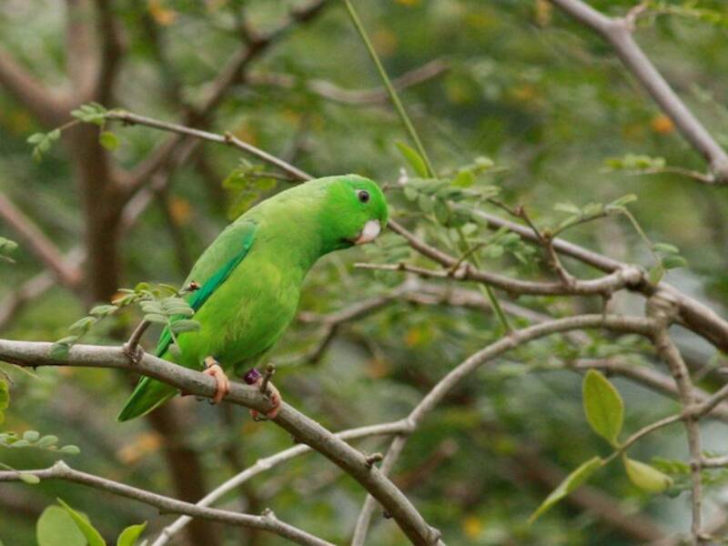 Parrocchetto groppone verde, Foto 4