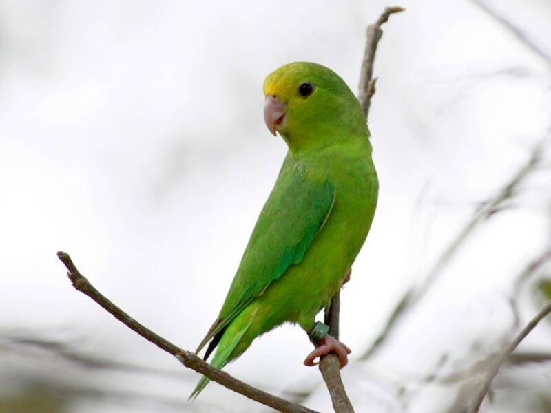 Parrocchetto groppone verde, Foto 3