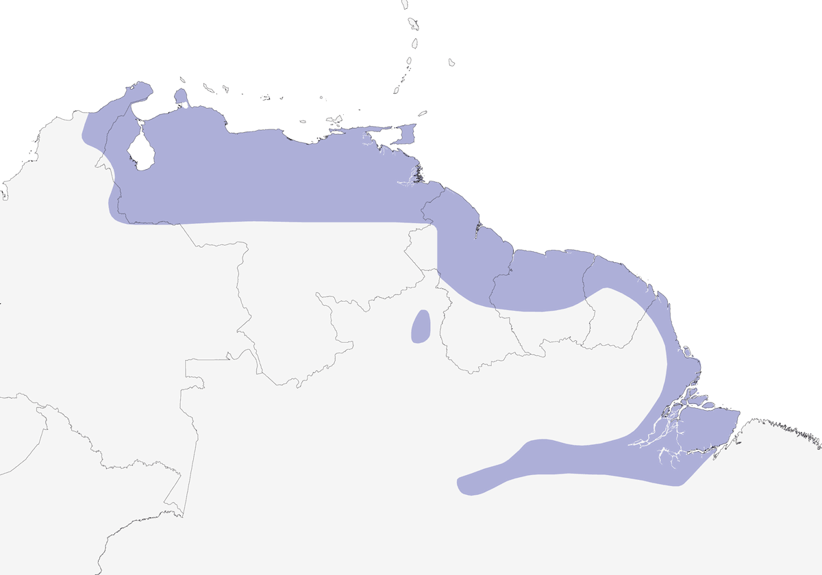 Parrocchetto groppone verde, Distribuzione 1