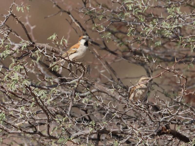 Great Rufous Sparrow, Photos 4