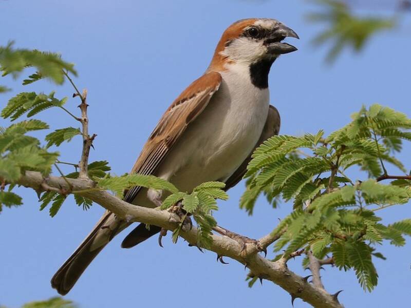 Great Rufous Sparrow, Photos 3