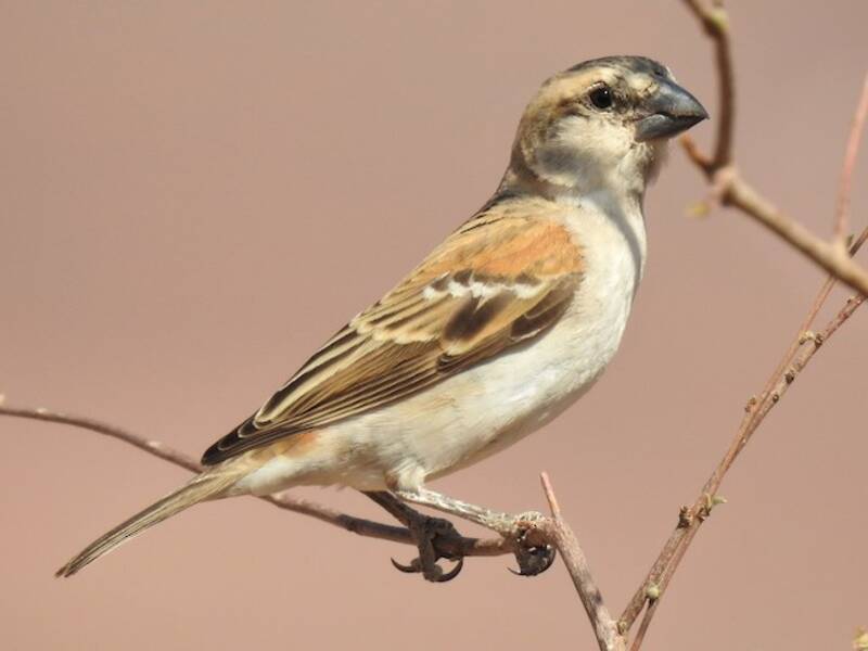 Great Rufous Sparrow