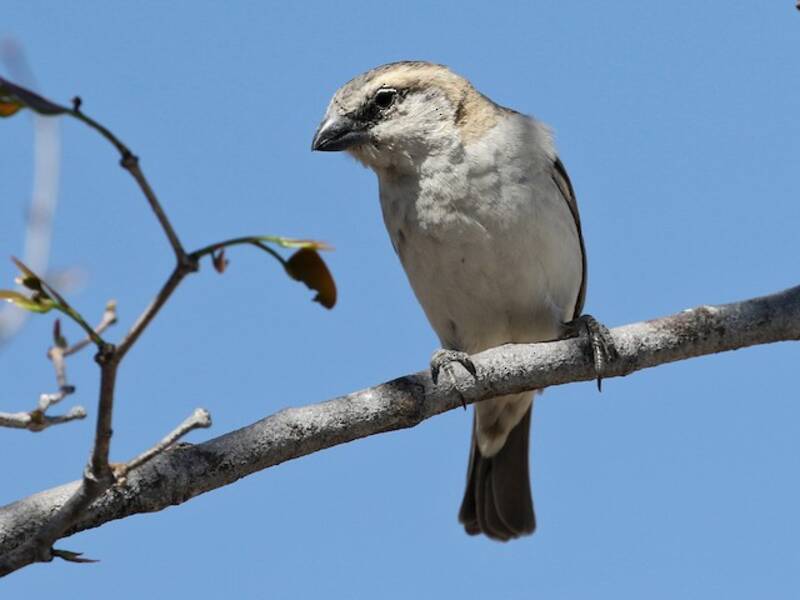 Great Rufous Sparrow, Photos 2