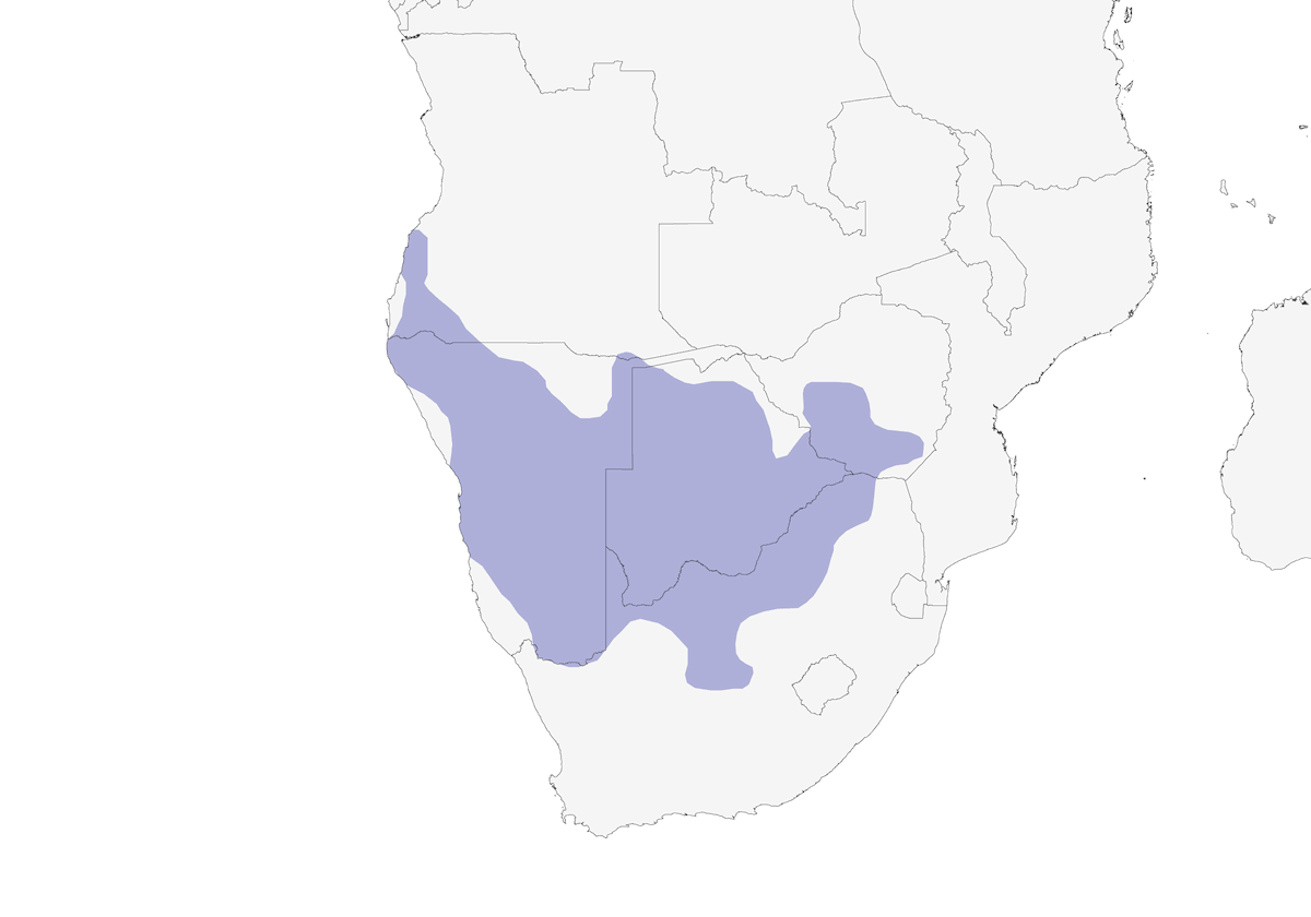 Great Rufous Sparrow, Distribution 1