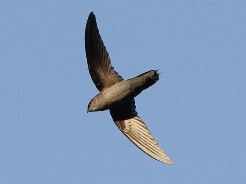 Gray-rumped Swift