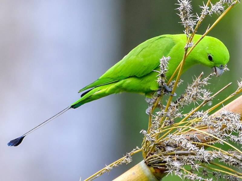 Colibrì racchetta verde, Foto 4