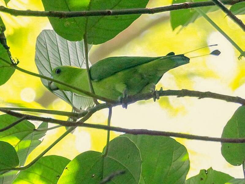 Colibrì racchetta verde, Foto 3