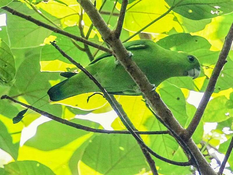 Colibrì racchetta verde, Foto 2