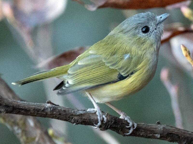Green Shrike-Babbler, Photos 3