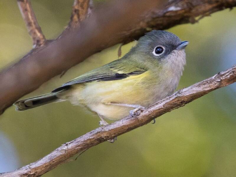 Green Shrike-Babbler, Photos 4