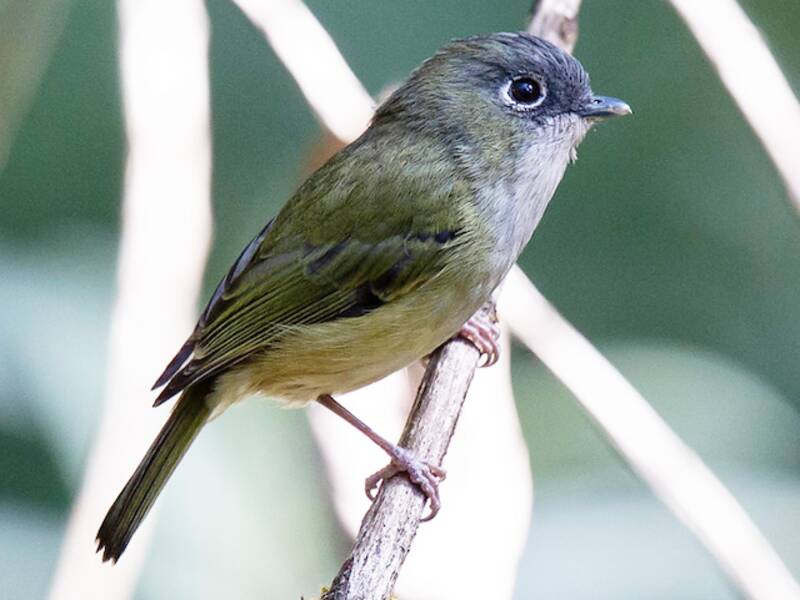 Green Shrike-Babbler, Photos 2