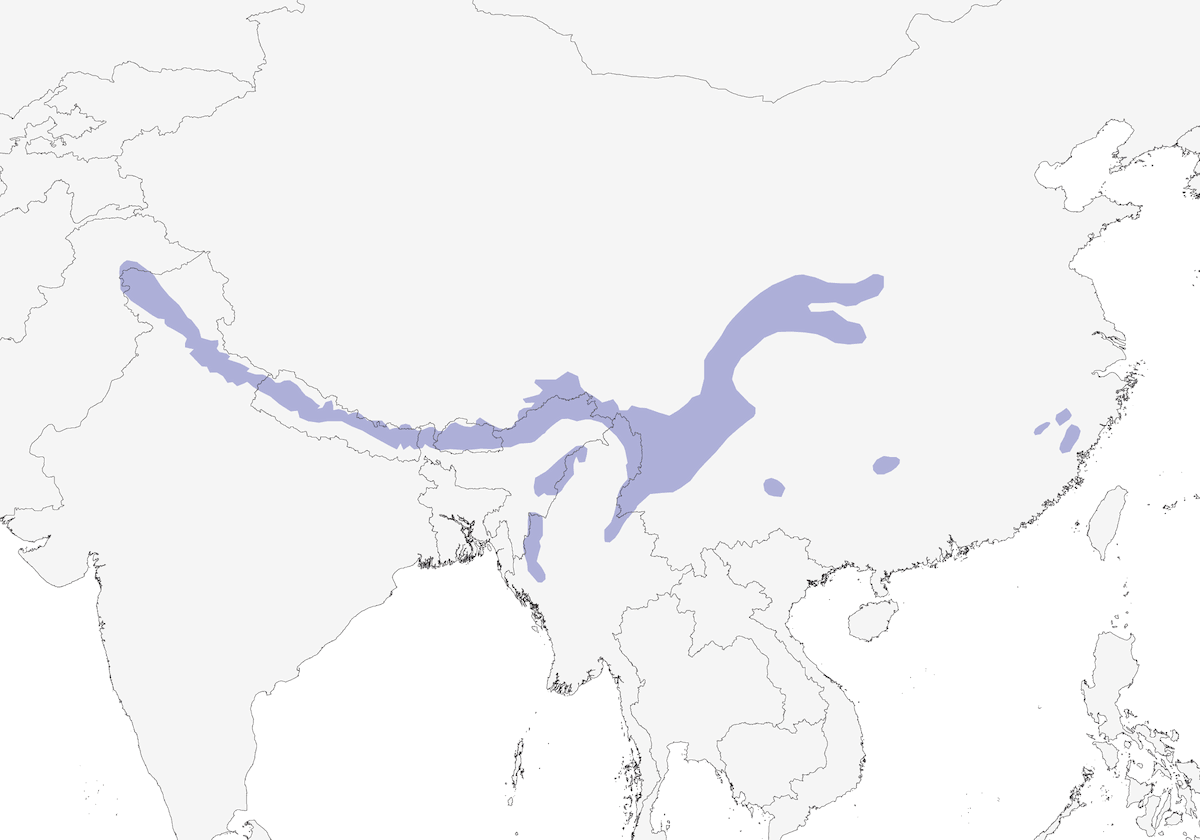 Green Shrike-Babbler, Distribution 1