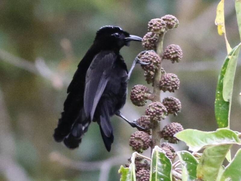 Lophorina Magnífica, Fotos 4