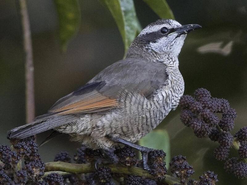 Lophorina Magnífica, Fotos 3