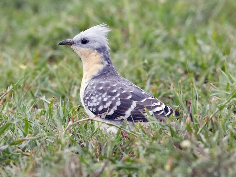 Häherkuckuck