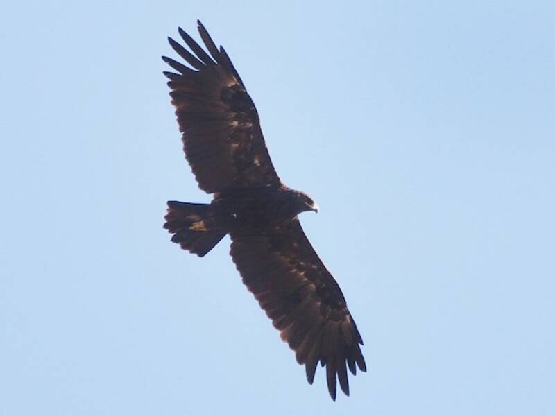 Aquila anatraia maggiore