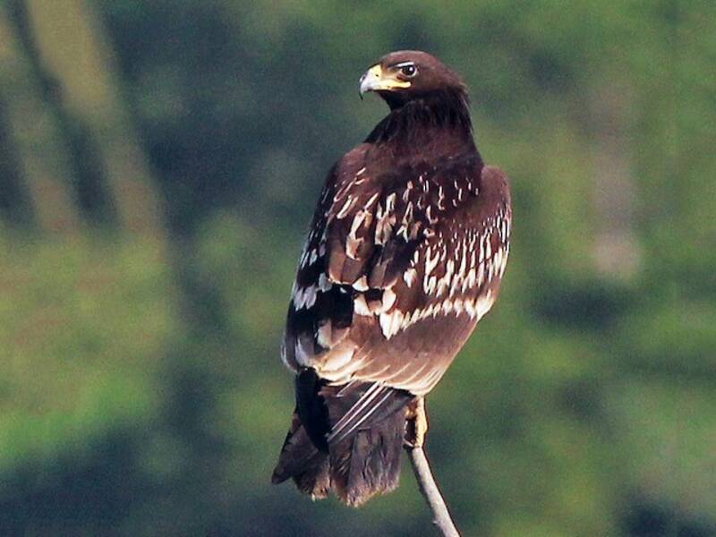 Aquila anatraia maggiore, Foto 2