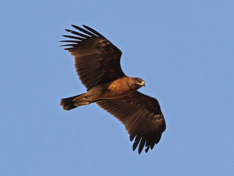 Aquila anatraia maggiore, Foto 3