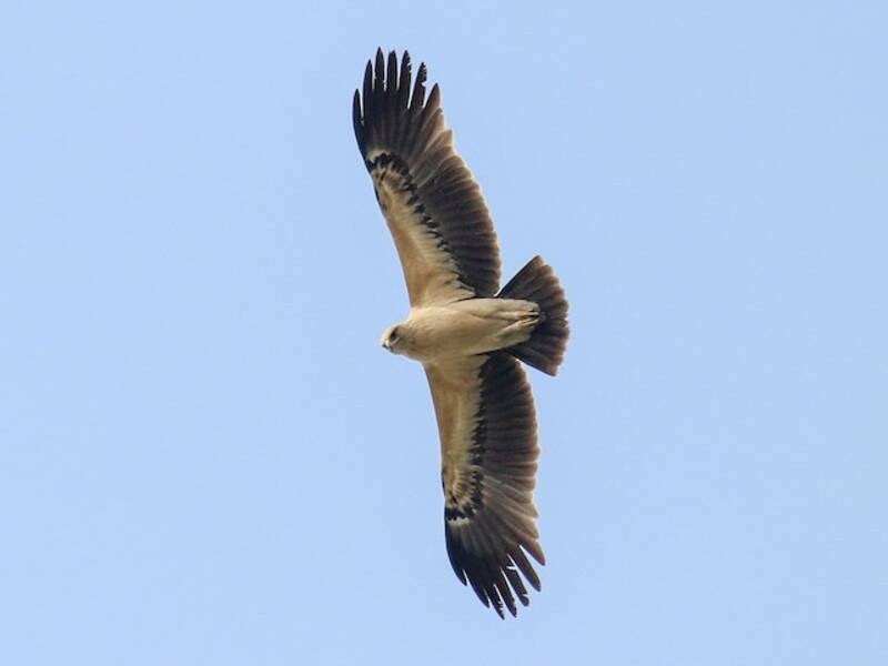 Aquila anatraia maggiore, Foto 4