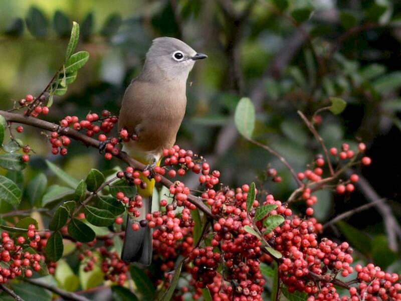 Gray Silky-flycatcher