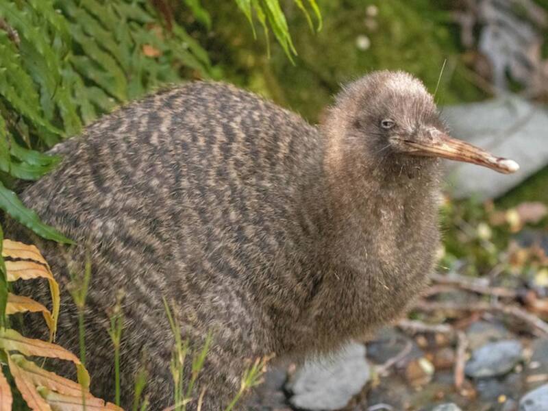 Kiwi de Haast, Photos 2