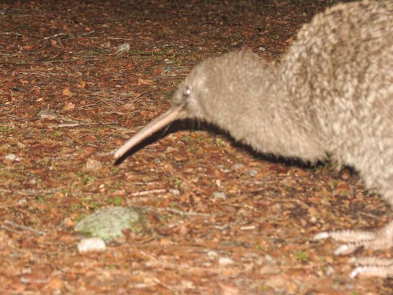 Great Spotted Kiwi (Apteryx maxima)