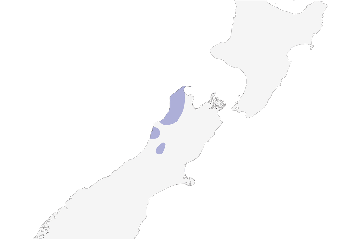 Kiwi de Haast, Distribution 1