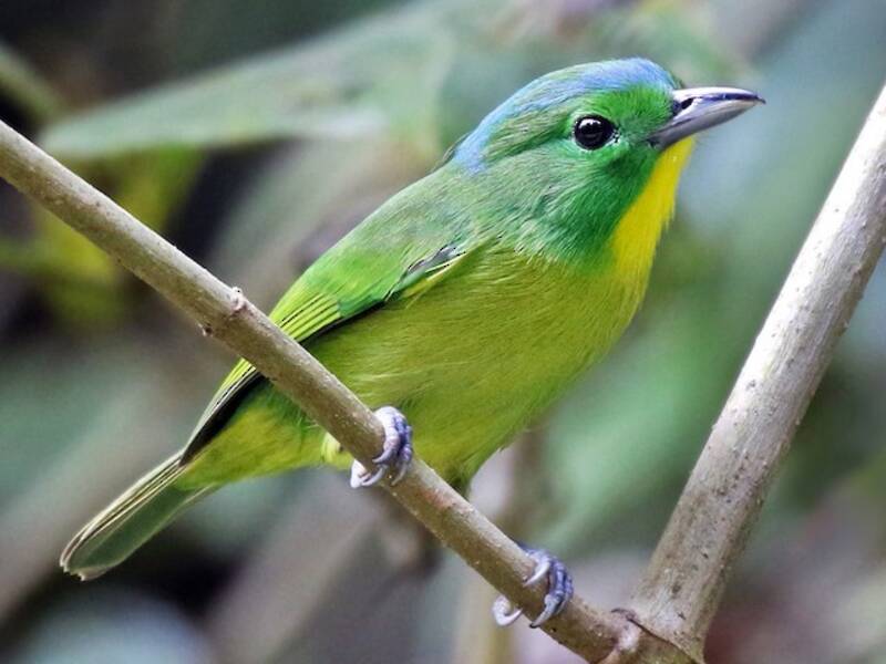 Green Shrike-Vireo, 照片 3
