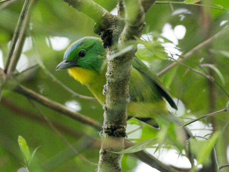 Green Shrike-Vireo, 照片 2