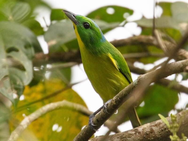 Green Shrike-Vireo, 照片 4