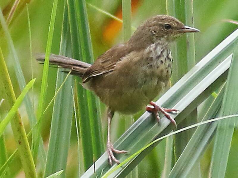 Grauer's Swamp Warbler, Photos 2