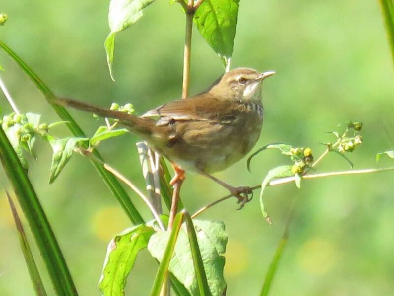 Grauer's Swamp Warbler, Photos 3