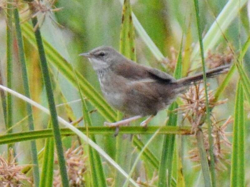 Grauer's Swamp Warbler, Photos 4