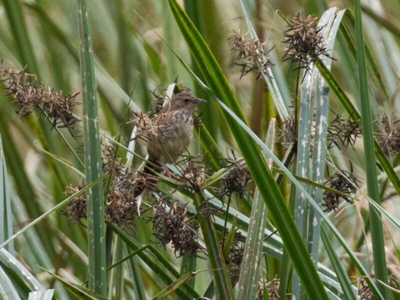 Grauer's Swamp Warbler, Photos 1